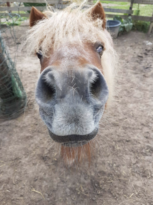 Pony schaut frech in die Kamera