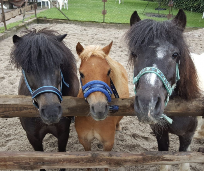 die 3 Pony-Zwerge
