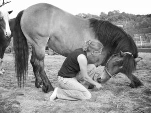 Freiarbeit mit dem Pferd