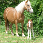 Haflingerstute Missy mit ihrem Fohlen Yakimo auf der Wiese