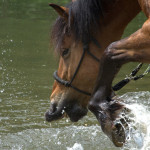 Pferd Neville spielt im Wasser