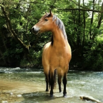 Pferd im Wasser
