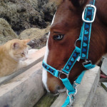 Pferd und Katze, von Angesicht zu Angesicht