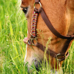 Pferd grast auf der Weide