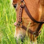 Pferd grast auf der Weide