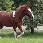 Yakimo gallopiert über die Wiese