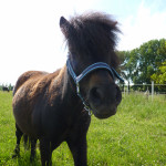 Schwarzes Pony auf der Weide