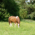 Pferd Yakimo grast auf der Weide
