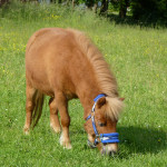 Pony grast auf der Weide