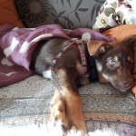 Husky-Schäferhundmix Sanja, mein tierischer Begleiter