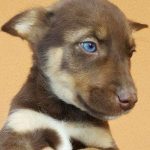 Husky-Schäferhundmix Sanja, mein tierischer Begleiter
