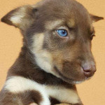 Husky-Schäferhundmix Sanja, mein tierischer Begleiter